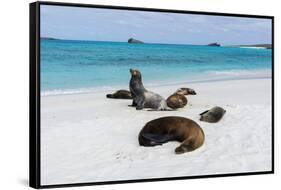 Galapagos Sea Lions, Gardner Bay, Espanola Island, Galapagos islands, Ecuador.-Sergio Pitamitz-Framed Stretched Canvas