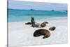 Galapagos Sea Lions, Gardner Bay, Espanola Island, Galapagos islands, Ecuador.-Sergio Pitamitz-Stretched Canvas