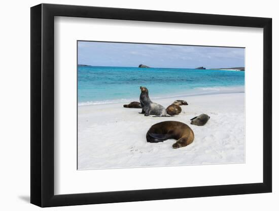 Galapagos Sea Lions, Gardner Bay, Espanola Island, Galapagos islands, Ecuador.-Sergio Pitamitz-Framed Photographic Print