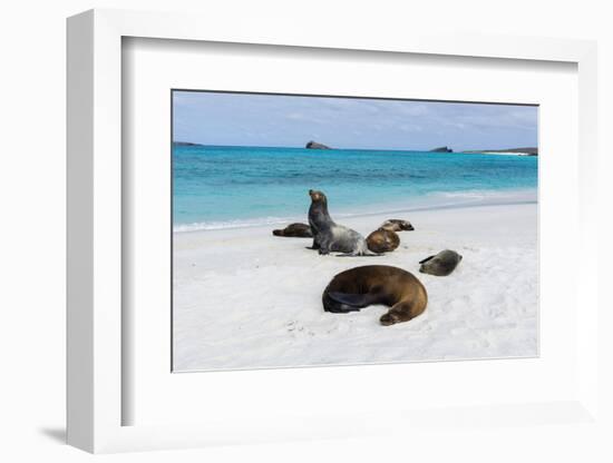 Galapagos Sea Lions, Gardner Bay, Espanola Island, Galapagos islands, Ecuador.-Sergio Pitamitz-Framed Photographic Print