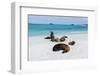 Galapagos Sea Lions, Gardner Bay, Espanola Island, Galapagos islands, Ecuador.-Sergio Pitamitz-Framed Photographic Print