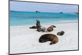 Galapagos Sea Lions, Gardner Bay, Espanola Island, Galapagos islands, Ecuador.-Sergio Pitamitz-Mounted Photographic Print