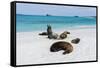 Galapagos Sea Lions, Gardner Bay, Espanola Island, Galapagos islands, Ecuador.-Sergio Pitamitz-Framed Stretched Canvas