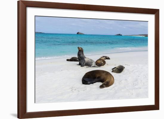 Galapagos Sea Lions, Gardner Bay, Espanola Island, Galapagos islands, Ecuador.-Sergio Pitamitz-Framed Photographic Print