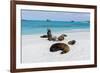 Galapagos Sea Lions, Gardner Bay, Espanola Island, Galapagos islands, Ecuador.-Sergio Pitamitz-Framed Photographic Print