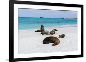 Galapagos Sea Lions, Gardner Bay, Espanola Island, Galapagos islands, Ecuador.-Sergio Pitamitz-Framed Photographic Print