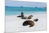 Galapagos Sea Lions, Gardner Bay, Espanola Island, Galapagos islands, Ecuador.-Sergio Pitamitz-Mounted Photographic Print
