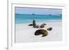 Galapagos Sea Lions, Gardner Bay, Espanola Island, Galapagos islands, Ecuador.-Sergio Pitamitz-Framed Photographic Print