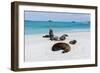 Galapagos Sea Lions, Gardner Bay, Espanola Island, Galapagos islands, Ecuador.-Sergio Pitamitz-Framed Photographic Print