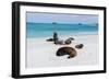 Galapagos Sea Lions, Gardner Bay, Espanola Island, Galapagos islands, Ecuador.-Sergio Pitamitz-Framed Photographic Print