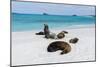 Galapagos Sea Lions, Gardner Bay, Espanola Island, Galapagos islands, Ecuador.-Sergio Pitamitz-Mounted Photographic Print