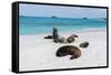 Galapagos Sea Lions, Gardner Bay, Espanola Island, Galapagos islands, Ecuador.-Sergio Pitamitz-Framed Stretched Canvas