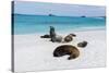 Galapagos Sea Lions, Gardner Bay, Espanola Island, Galapagos islands, Ecuador.-Sergio Pitamitz-Stretched Canvas