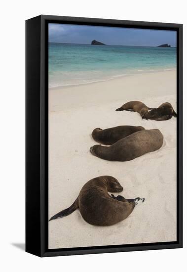 Galapagos Sea Lions Gardner Bay, Hood Island, Galapagos, Ecuador-Pete Oxford-Framed Stretched Canvas