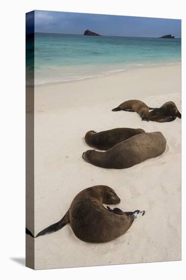 Galapagos Sea Lions Gardner Bay, Hood Island, Galapagos, Ecuador-Pete Oxford-Stretched Canvas
