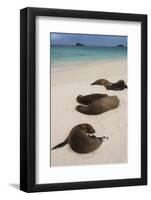 Galapagos Sea Lions Gardner Bay, Hood Island, Galapagos, Ecuador-Pete Oxford-Framed Photographic Print
