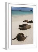 Galapagos Sea Lions Gardner Bay, Hood Island, Galapagos, Ecuador-Pete Oxford-Framed Photographic Print