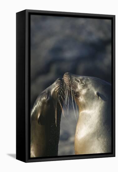Galapagos Sea Lions in Love-DLILLC-Framed Stretched Canvas