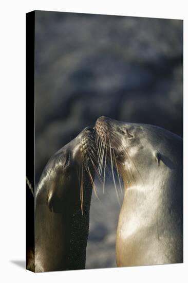 Galapagos Sea Lions in Love-DLILLC-Stretched Canvas