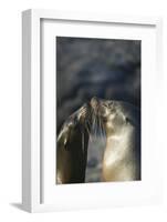 Galapagos Sea Lions in Love-DLILLC-Framed Photographic Print