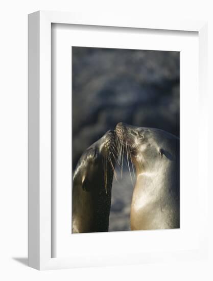 Galapagos Sea Lions in Love-DLILLC-Framed Photographic Print