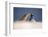 Galapagos sea lions interacting on sand, Galapagos, Ecuador-Ross Hoddinott-Framed Photographic Print