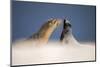 Galapagos sea lions interacting on sand, Galapagos, Ecuador-Ross Hoddinott-Mounted Photographic Print