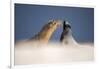 Galapagos sea lions interacting on sand, Galapagos, Ecuador-Ross Hoddinott-Framed Photographic Print