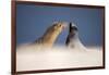 Galapagos sea lions interacting on sand, Galapagos, Ecuador-Ross Hoddinott-Framed Photographic Print