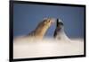 Galapagos sea lions interacting on sand, Galapagos, Ecuador-Ross Hoddinott-Framed Photographic Print