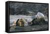 Galapagos Sea Lions Itching their Heads-DLILLC-Framed Stretched Canvas