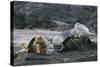 Galapagos Sea Lions Itching their Heads-DLILLC-Stretched Canvas