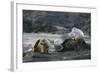 Galapagos Sea Lions Itching their Heads-DLILLC-Framed Photographic Print