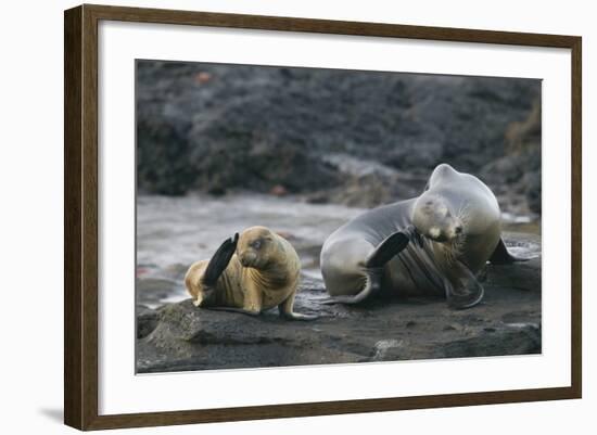 Galapagos Sea Lions Itching their Heads-DLILLC-Framed Photographic Print