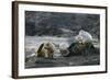 Galapagos Sea Lions Itching their Heads-DLILLC-Framed Photographic Print