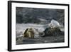 Galapagos Sea Lions Itching their Heads-DLILLC-Framed Photographic Print