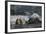 Galapagos Sea Lions Itching their Heads-DLILLC-Framed Photographic Print