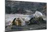 Galapagos Sea Lions Itching their Heads-DLILLC-Mounted Photographic Print