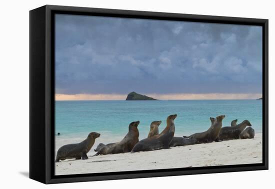Galapagos Sea Lions (Zalophus Wollebaeki), Gardner Bay, Espanola Islands, UNESCO Site, Ecuador-Michael Nolan-Framed Stretched Canvas
