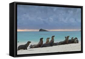 Galapagos Sea Lions (Zalophus Wollebaeki), Gardner Bay, Espanola Islands, UNESCO Site, Ecuador-Michael Nolan-Framed Stretched Canvas