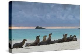 Galapagos Sea Lions (Zalophus Wollebaeki), Gardner Bay, Espanola Islands, UNESCO Site, Ecuador-Michael Nolan-Stretched Canvas