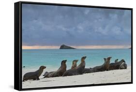 Galapagos Sea Lions (Zalophus Wollebaeki), Gardner Bay, Espanola Islands, UNESCO Site, Ecuador-Michael Nolan-Framed Stretched Canvas