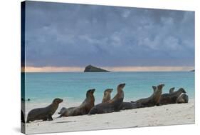 Galapagos Sea Lions (Zalophus Wollebaeki), Gardner Bay, Espanola Islands, UNESCO Site, Ecuador-Michael Nolan-Stretched Canvas