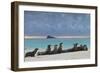 Galapagos Sea Lions (Zalophus Wollebaeki), Gardner Bay, Espanola Islands, UNESCO Site, Ecuador-Michael Nolan-Framed Photographic Print