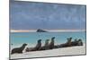Galapagos Sea Lions (Zalophus Wollebaeki), Gardner Bay, Espanola Islands, UNESCO Site, Ecuador-Michael Nolan-Mounted Photographic Print