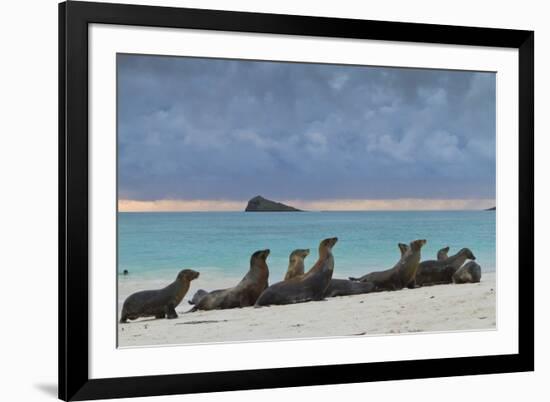 Galapagos Sea Lions (Zalophus Wollebaeki), Gardner Bay, Espanola Islands, UNESCO Site, Ecuador-Michael Nolan-Framed Photographic Print