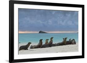 Galapagos Sea Lions (Zalophus Wollebaeki), Gardner Bay, Espanola Islands, UNESCO Site, Ecuador-Michael Nolan-Framed Photographic Print