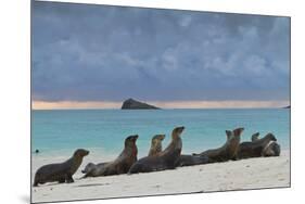 Galapagos Sea Lions (Zalophus Wollebaeki), Gardner Bay, Espanola Islands, UNESCO Site, Ecuador-Michael Nolan-Mounted Photographic Print