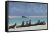 Galapagos Sea Lions (Zalophus Wollebaeki), Gardner Bay, Espanola Islands, UNESCO Site, Ecuador-Michael Nolan-Framed Stretched Canvas