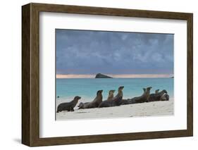 Galapagos Sea Lions (Zalophus Wollebaeki), Gardner Bay, Espanola Islands, UNESCO Site, Ecuador-Michael Nolan-Framed Photographic Print